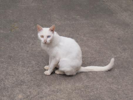 Free Stock Photo of Odd-eyed Cat