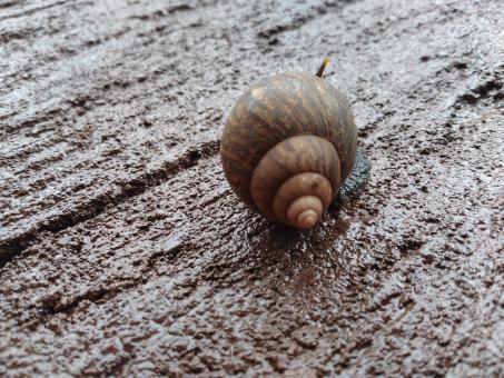 Free Stock Photo of Snail