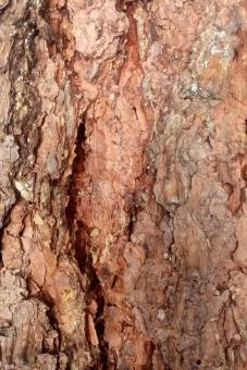 Free Stock Photo of Tree Bark