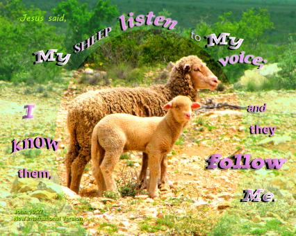 Free Stock Photo of My Sheep Follow Me
