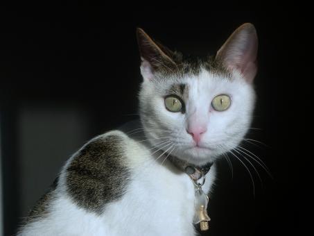 Free Stock Photo of Cat