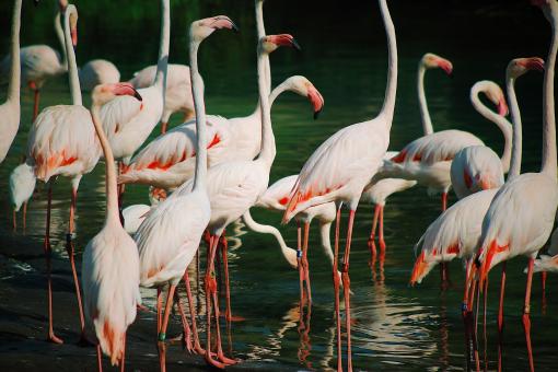 Free Stock Photo of Flamingos 