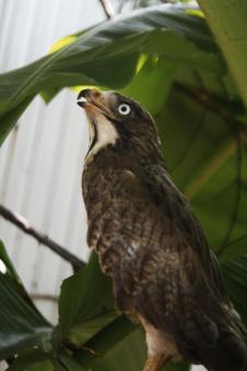 Free Stock Photo of white eye buzzard