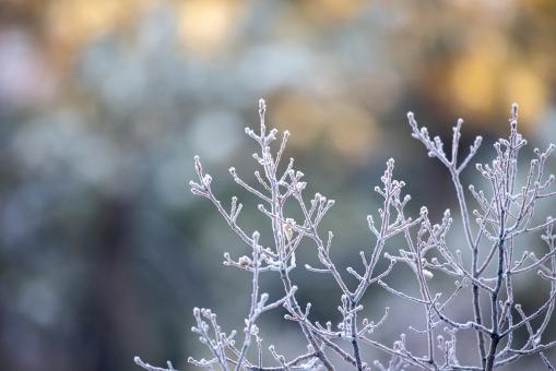 Free Stock Photo of Ice Nature Photo