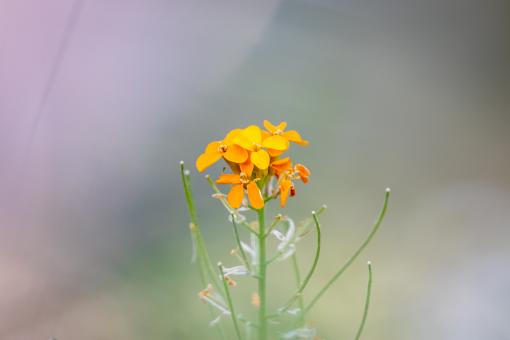 Free Stock Photo of Orange Flower Photo