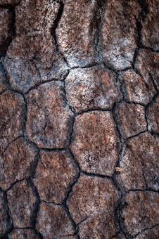 Free Stock Photo of Bark Texture Photo