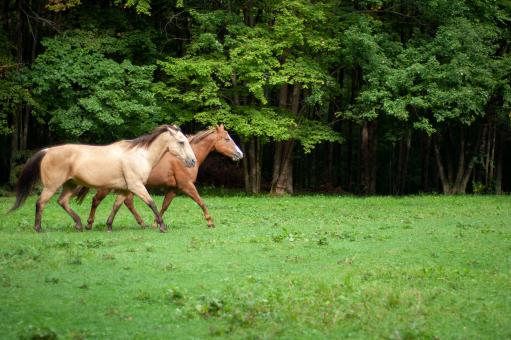 Free Stock Photo of Horses Pasture Photo