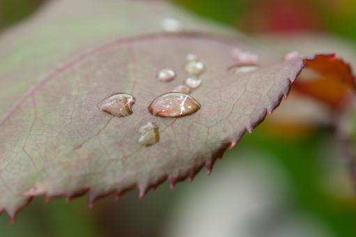 Free Stock Photo of Dew Drops Photo