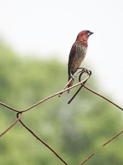 Free Stock Photo of scaly breasted munia