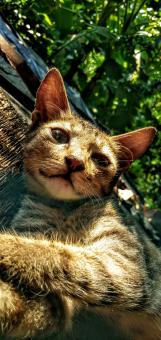 Free Stock Photo of Cat