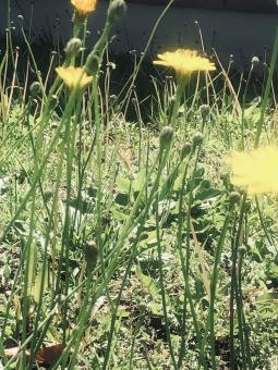 Free Stock Photo of Spring flowers