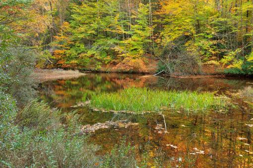 Free Stock Photo of Autumn Pond of Hickory Run