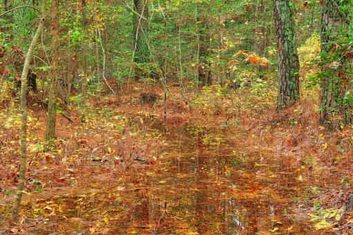 Free Stock Photo of Flooded Forest Trail - Blackwater Refuge