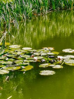 Free Stock Photo of turtles, water lily