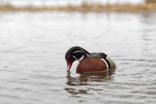 Free Stock Photo of Male Wood Duck