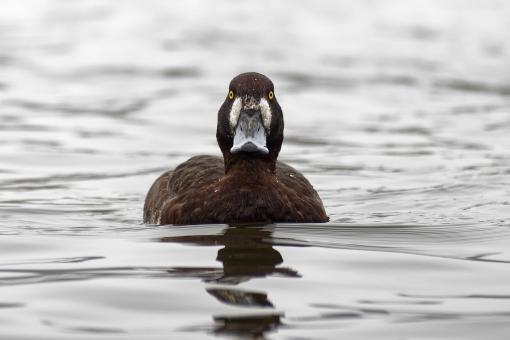 Free Stock Photo of Female Scaup