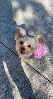 Free Stock Photo of Precious Baby the Teacup Yorkie