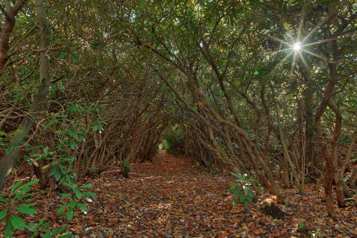 Free Stock Photo of Rhody Sunburst Trail