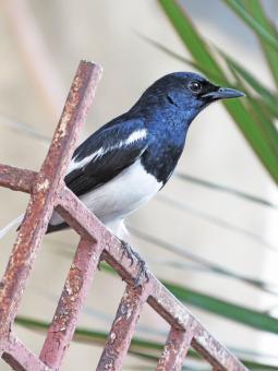 Free Stock Photo of Oriental magpie robin