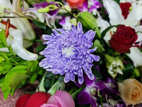 Free Stock Photo of Beautiful flower