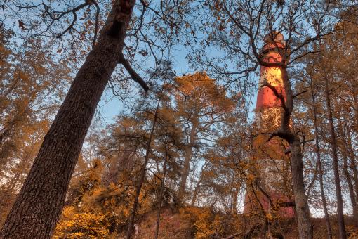 Free Stock Photo of Chincoteague Forest Light