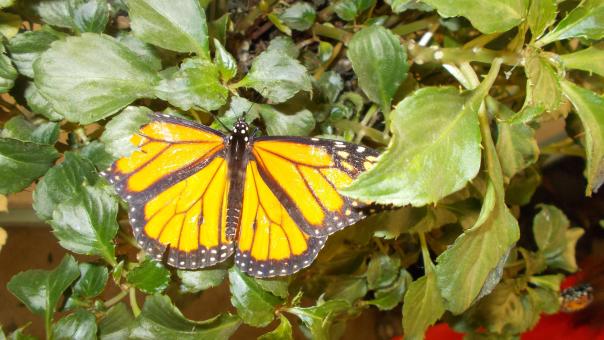 Free Stock Photo of A Beautifull Monarch Butterfly