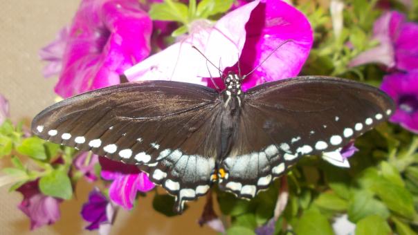 Free Stock Photo of A Black Butterfly