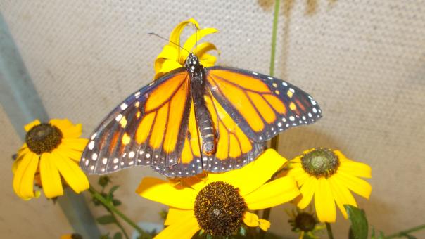 Free Stock Photo of A Monarch Butterfly