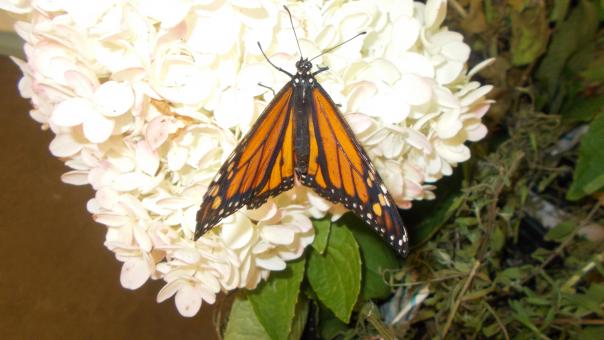 Free Stock Photo of A Monarch Butterfly