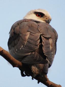 Free Stock Photo of Black winged kite