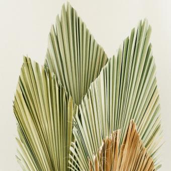 Free Stock Photo of Leaf texture decorative
