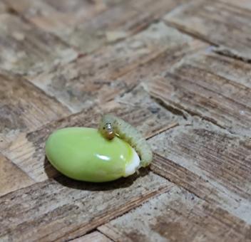 Free Stock Photo of Bug sleeping on Bean