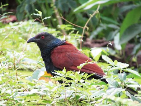 Free Stock Photo of Greater coucal
