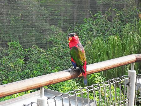 Free Stock Photo of black cap lorikeet
