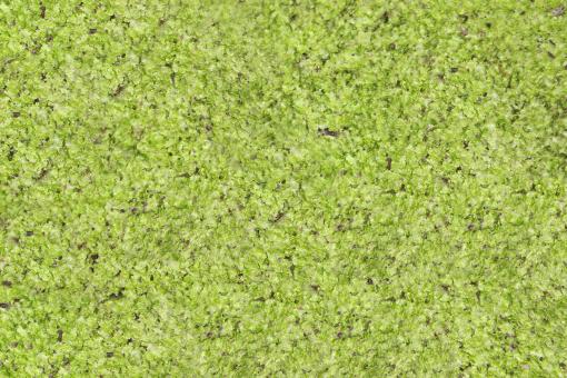 Free Stock Photo of Green Surface Grunge Texture