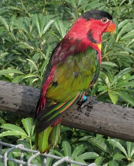 Free Stock Photo of Black cap lorikeet