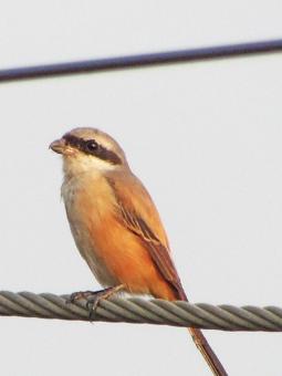 Free Stock Photo of Long tailed shrike