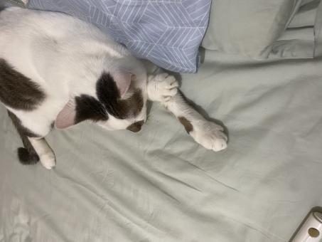 Free Stock Photo of Sleeping cat