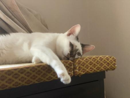 Free Stock Photo of Sleeping cat