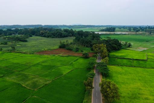 Free Stock Photo of paddy field