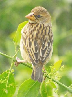 Free Stock Photo of Baya weaver- female