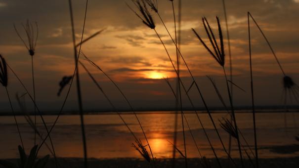 Free Stock Photo of Talangan flower sunset