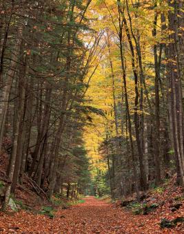 Free Stock Photo of Autumn Loyalsock Forest Trail