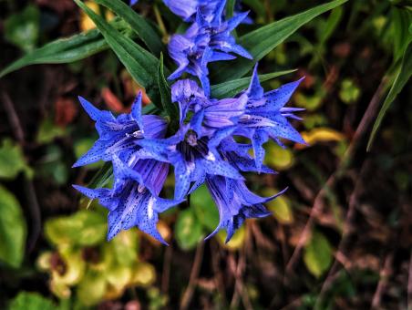 Free Stock Photo of Blue flower