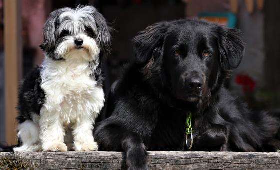 Free Stock Photo of portrait chiens