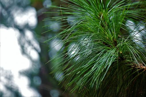 Free Stock Photo of pine leaves