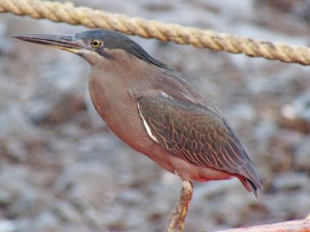 Free Stock Photo of Striated heron