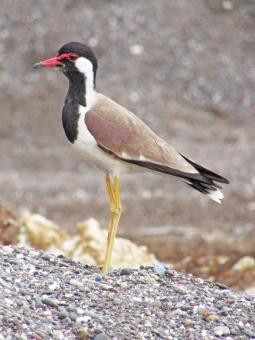 Free Stock Photo of Red wattled lapwing