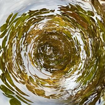 Free Stock Photo of Swirling Leaves 