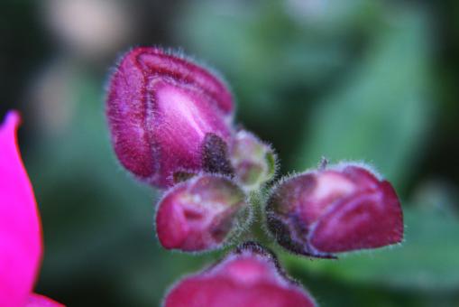 Free Stock Photo of Amazing Flowers in the botanical gardens of Israel